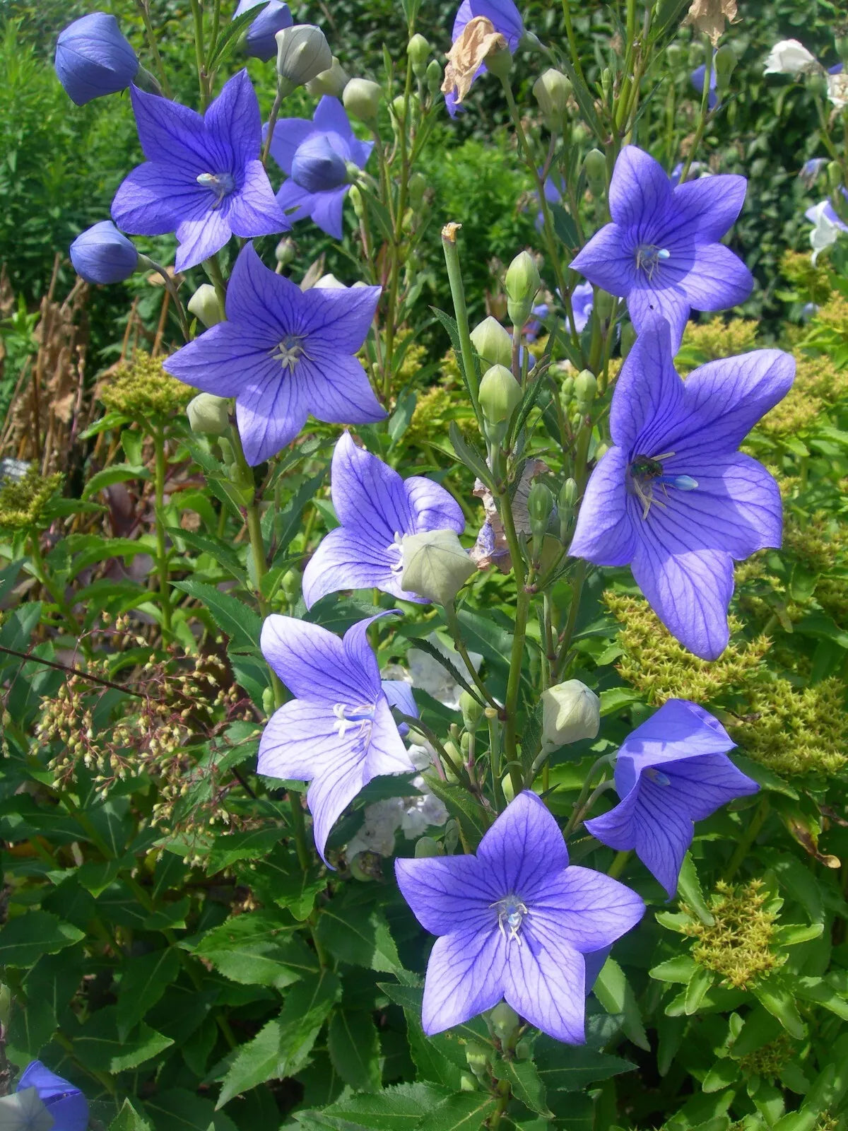 Balloon Flower Seeds - 1,000 Pack - Toraji Variety - Platycodon grandiflorus - Non-GMO - Free Shipping
