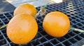 Sweet Granadilla Plant Rooted Plug - Passiflora edulis Yellow Passion Fruit Live Plant