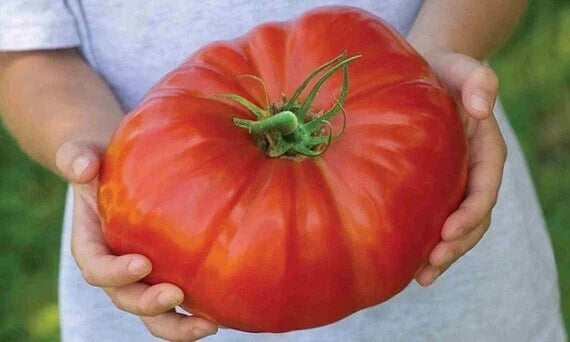 Mortgage Lifter Tomato Seeds - 10+ Organic Heirloom Non-GMO - Large Variety - Lycopersicon lycopersicum
