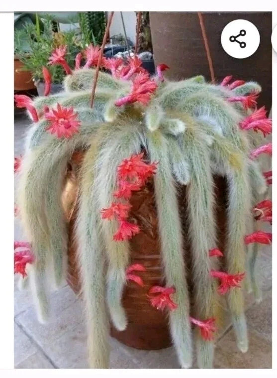 Monkey Tail Cactus Cutting 8" | Succulent Plant | Rhipsalis Baccifera | Unique End Cutting