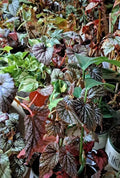 Mystery House Plant Cuttings Bouquet - Assorted Varieties - Basic to Rare Collection - Ideal for Plant Lovers