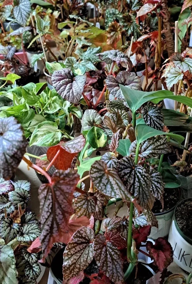 Mystery House Plant Cuttings Bouquet - Assorted Varieties - Basic to Rare Collection - Ideal for Plant Lovers