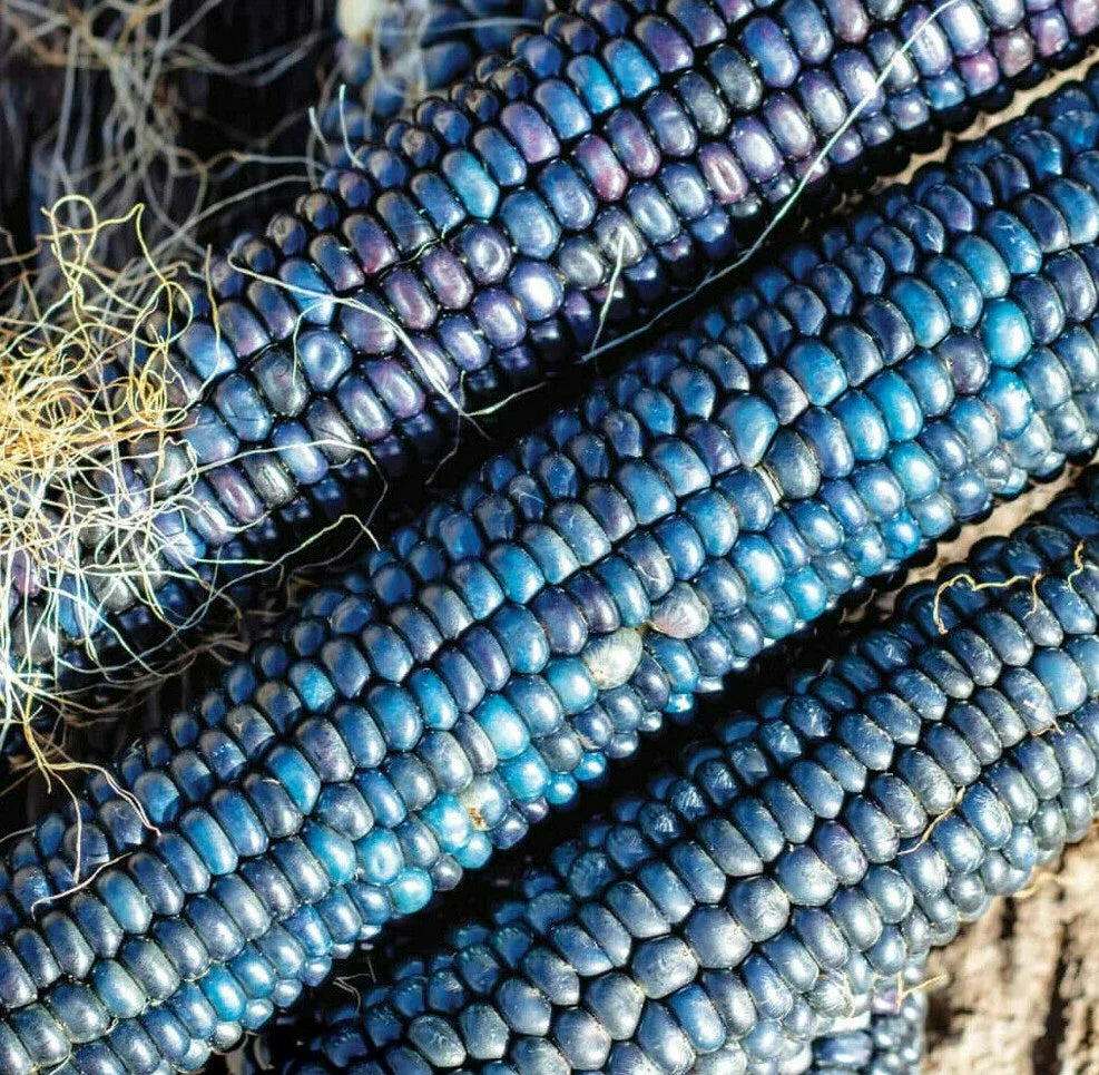 Ornamental Corn Seeds - Blue Glass Gem Popcorn - Shades of Blue - Zea mays everta