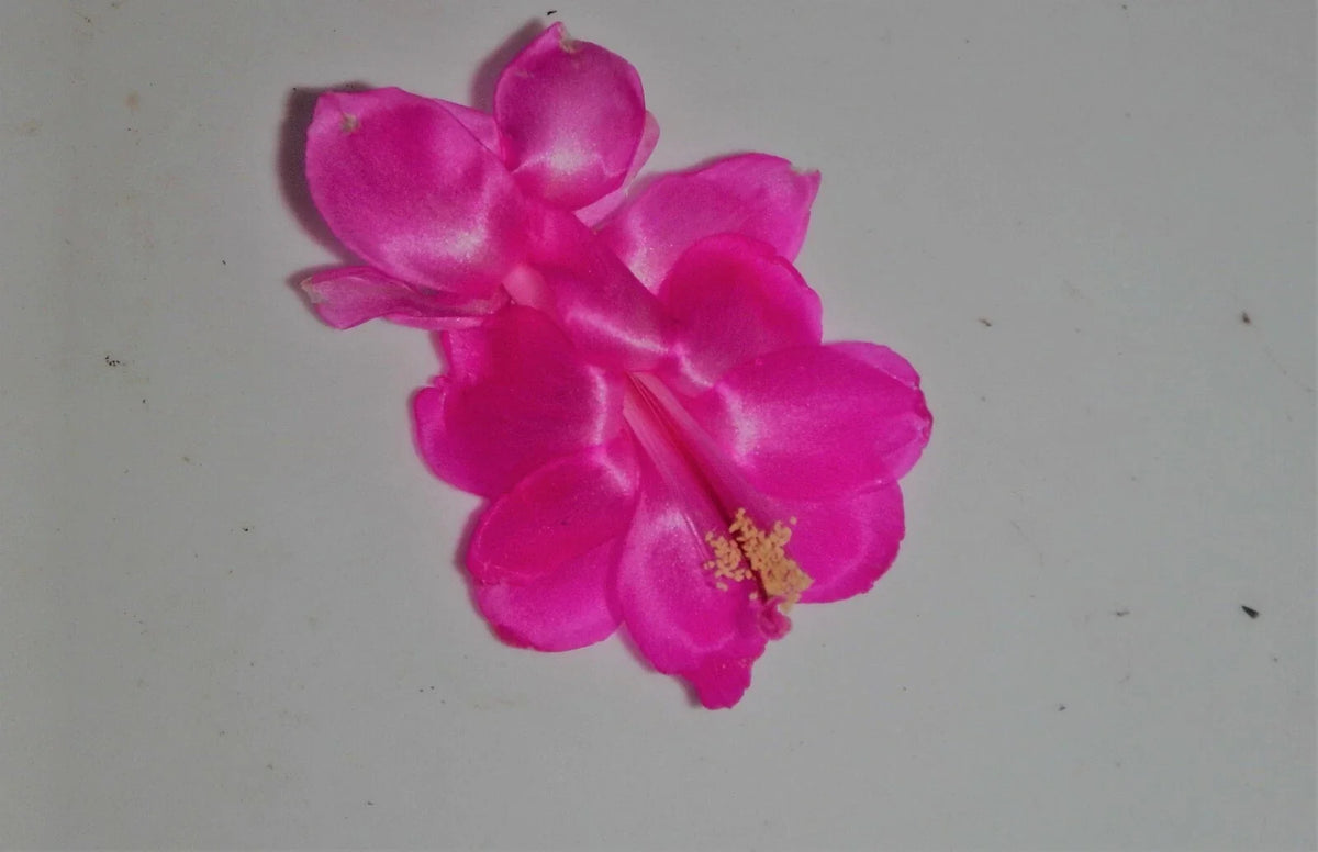 Christmas Cactus Starter Plant - Satin Beauty - Healthy Well-Rooted Schlumbergera Truncata