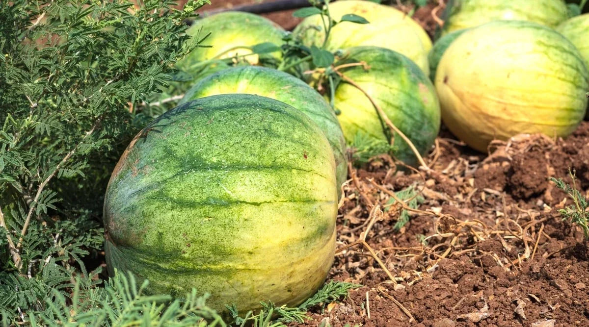 Big Tasty Seedless Watermelon Seeds - 50+ Pack for Planting - USA Grown - Citrullus lanatus