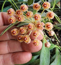 Unrooted Cutting Hoya aff. burtoniae - Rare Wax Vine Plant, Tropical Houseplant, Indoor Gardening, Unique Greenery