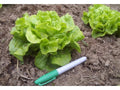 Tom Thumb Leaf Lettuce Seeds - 50 Count - Easy to Grow Lettuce Variety - Lactuca sativa