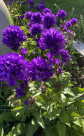 Bare Root Purple Bellflower Plants - Campanula Superba Glomerata - 5 Pack for Immediate Planting