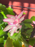Thanksgiving/Christmas Cactus Cuttings - Light Pink with Dark Pink Edges - Schlumbergera truncata - 3 Unrooted Cuttings