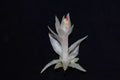 Christmas Cactus Starter Plant - Small Healthy Schlumbergera Truncata - Perfect for Home Decoration or Gifting