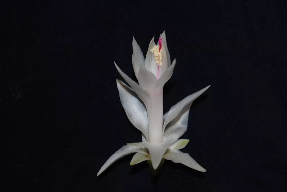 Christmas Cactus Starter Plant - Small Healthy Schlumbergera Truncata - Perfect for Home Decoration or Gifting