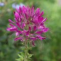 Electric Purple Spider Seeds - 100 Count, Clome Spinosa Perennial, US Seller