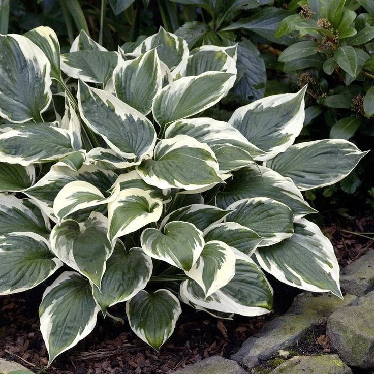 Hosta Plant - Minuteman Variety - Hardy Perennial with Green & White Foliage - Hosta 'Minuteman'
