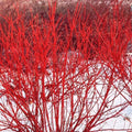 Red Twig Dogwood Live Plant 8-16 Inches Bareroot Cornus Sericea Very Well Rooted Tree/Shrub for Zones 3-8
