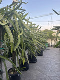 Dragon Fruit Cuttings 20-26 Inches Long, Five Unknown Varieties, Hylocereus spp.