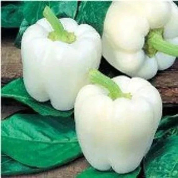 White Bell Pepper Seeds - 120+ Heirloom Organic Non-GMO - Fresh Rare Variety - Capsicum annuum