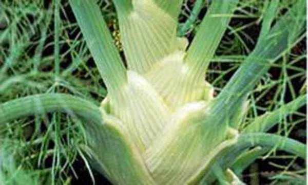 Fennel Seed 200+ Heirloom Non-GMO Florence Fennel Seeds (Foeniculum vulgare var. dulce)