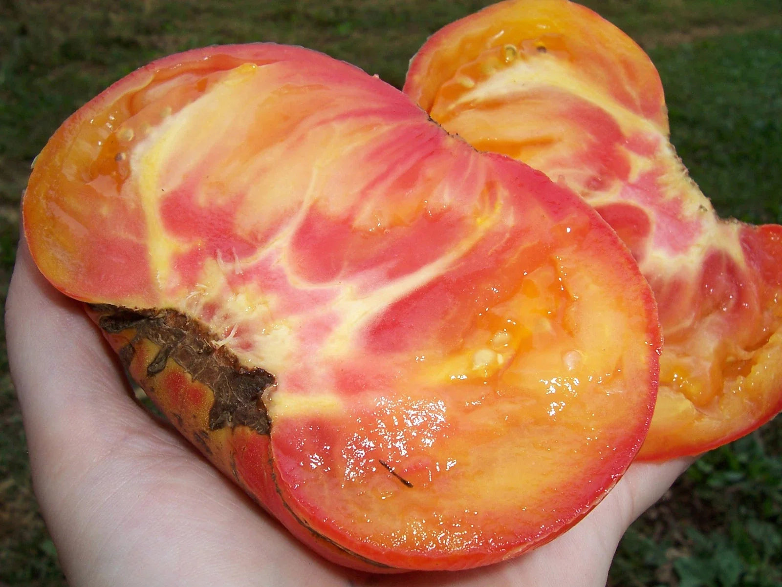 Big Rainbow Tomato Seeds - 30 Heirloom Organic Non-GMO - Rare Variety