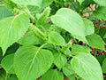 Green Shiso Seeds - 100+ Perilla Japanese Herb for Sushi & Soup - Beefsteak Plant - Culinary Vegetable Seeds