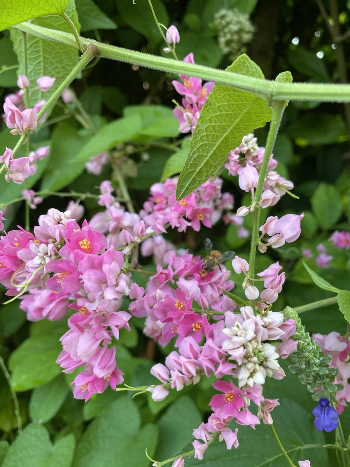 Mexican Creeper Vine Plant - Pollinator Friendly, Privacy Cover, Perfect for Bees, Antigonon leptopus