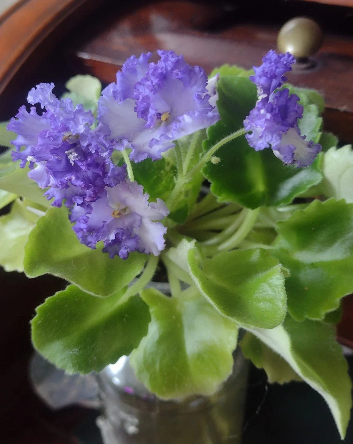 African Violet Fresh Cut Unrooted Leaves, LE Zoryane Syajvo, 2 Pack, Ideal for Propagation, Saintpaulia