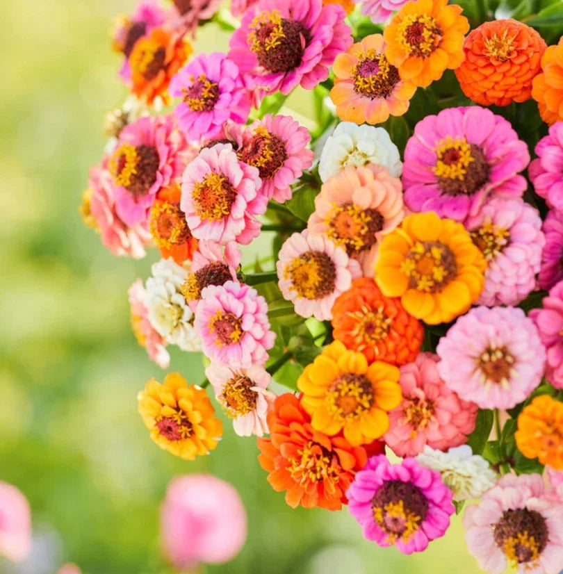 Zinnia Seeds Pack - 500 Non-GMO Petite Dwarf Button Box Mix - Colorful Annual Flowers for Garden Planting