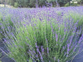 Munstead English Lavender Live Plant - Healthy Starter for Garden & Culinary Use - Lavandula angustifolia