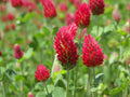 Crimson Clover Seeds - 200+ Fresh Seeds - Trifolium incarnatum - Cover Crop, Green Manure, Soil Improvement