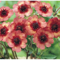 Potentilla Melton Fire Seeds - 1000 Seeds - Deep Pink Flowers - Potentilla fruticosa
