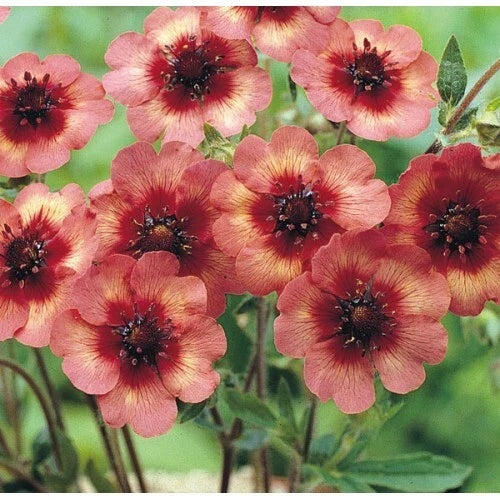 Potentilla Melton Fire Seeds - 1000 Seeds - Deep Pink Flowers - Potentilla fruticosa