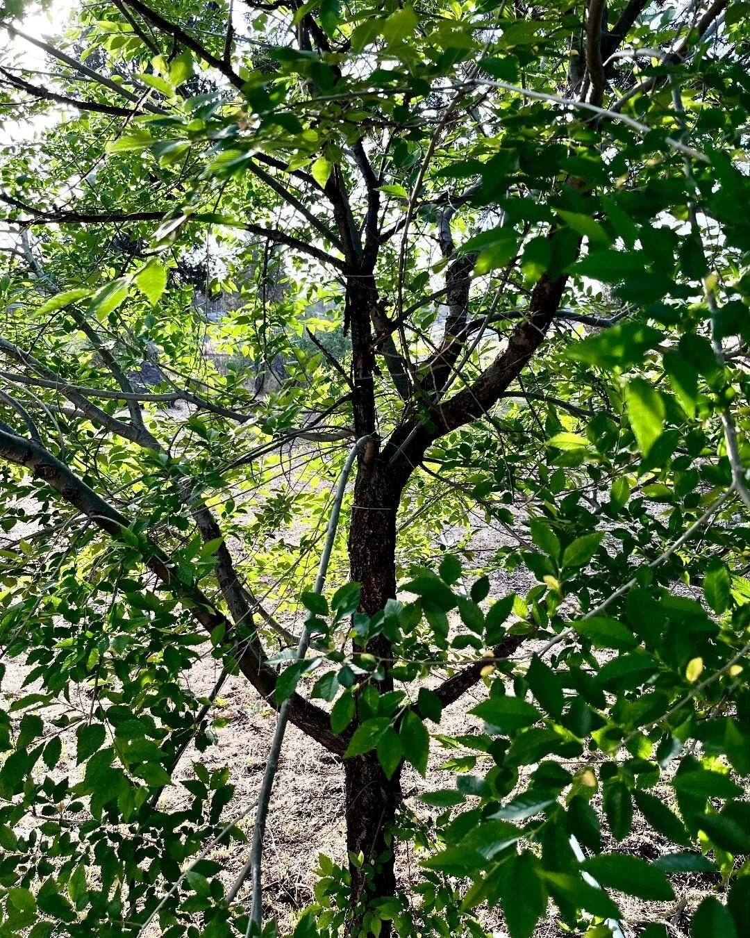 Organic Elm Tree Cuttings 6" Long, Non-Rooted, 4 Count - Ulmus spp., Grown in U.S.A.