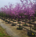 Set of 4 Eastern Redbud Trees - Cercis Canadensis - 6-12" Tall - Bare Root Seedlings