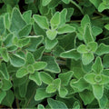 Greek Oregano Herb Seeds 500 Count - Italian Spice (Origanum vulgare subsp. hirtum) for Planting