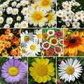 Daisy Wildflower Seed Mix, 10 Species Variety Packet, Eco-Friendly Seeds, Leucanthemum vulgare & More