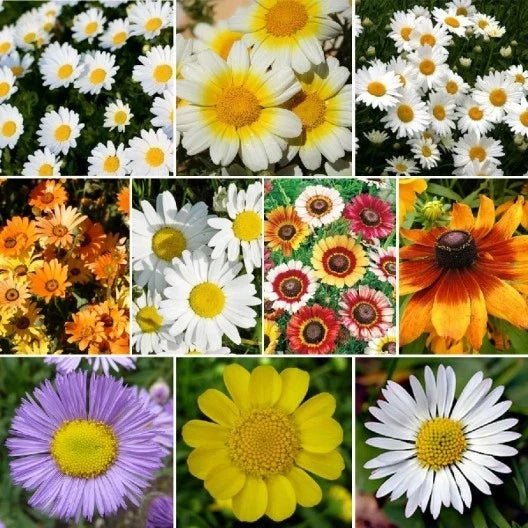 Daisy Wildflower Seed Mix, 10 Species Variety Packet, Eco-Friendly Seeds, Leucanthemum vulgare & More