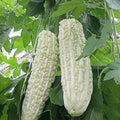 15pcs White Pearl Bitter Gourd Seeds - Heirloom Balsam Pear Melon Variety - Momordica charantia