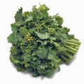 Broccoli Raab Seeds - Heirloom Variety, 25+ Seeds, Delicious Culinary Delight, Brassica rapa