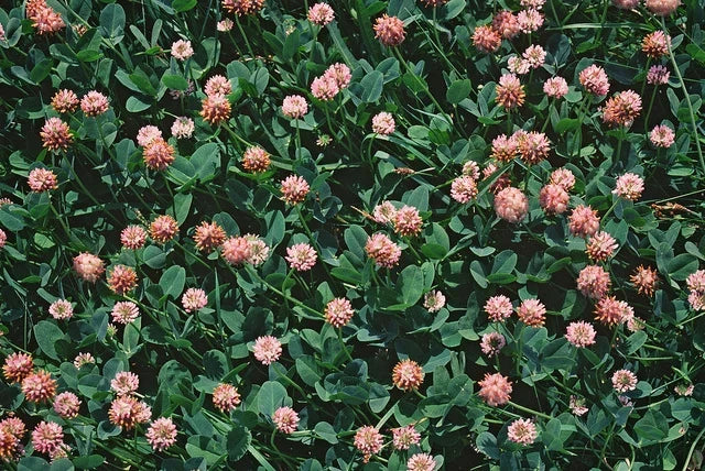Strawberry Clover Seeds - 250+ Fresh Seeds - Trifolium fragiferum - Ideal for Lawns & Gardens