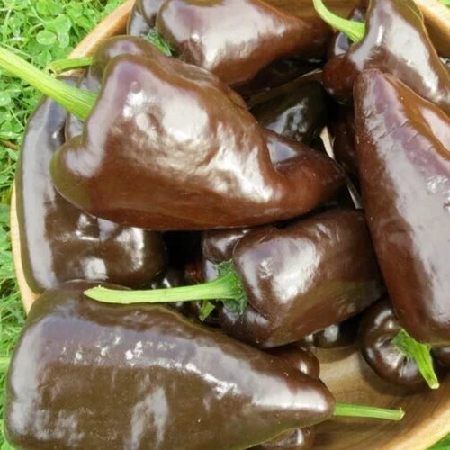 Mulato Isleno Pepper Seeds - 30+ Count - Chocolate Poblano Variety - Capsicum annuum - Free Shipping