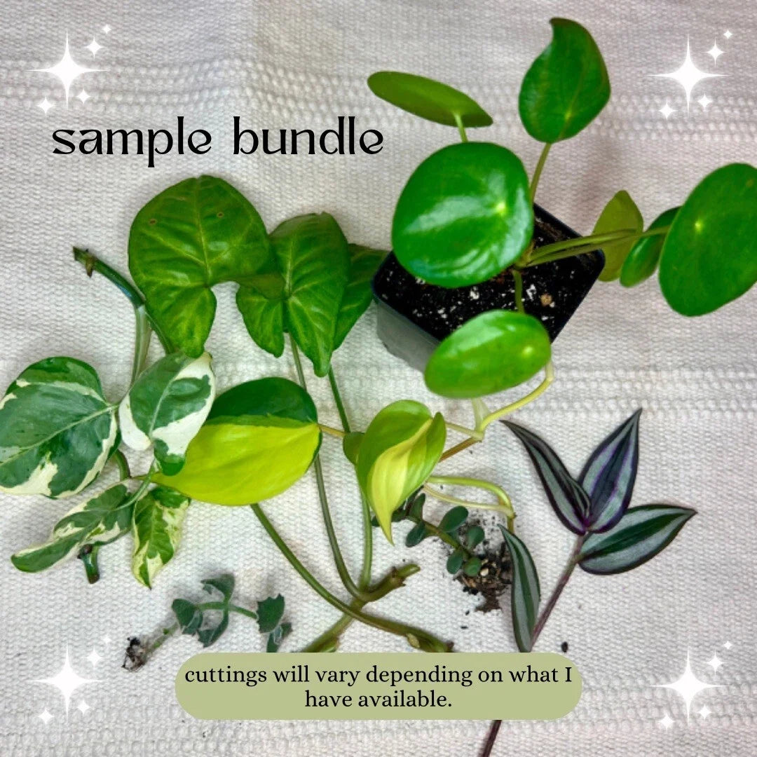 Mystery Plant Cuttings - Pothos N'Joy, Pearls & Jade, Monstera, Variegated - Ideal for Home or Office Decor
