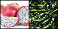 Unrooted 8" Cutting Dragon Fruit Plant Vine, White Flesh, Pitahaya Hylocereus