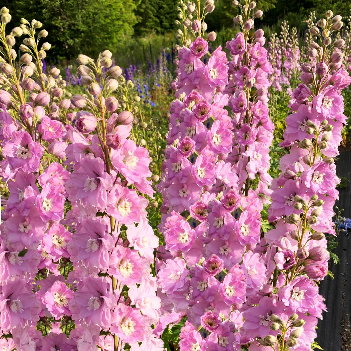 Pink Queen Larkspur Seeds - Light Pink Blush Pastel - Delphinium ajacis - 2025 Planting