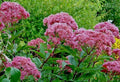 Joe Pye Weed Seeds 1000 Count Bonset, Eupatorium purpureum, Tall Wildflower, Bulk Gardening Seed