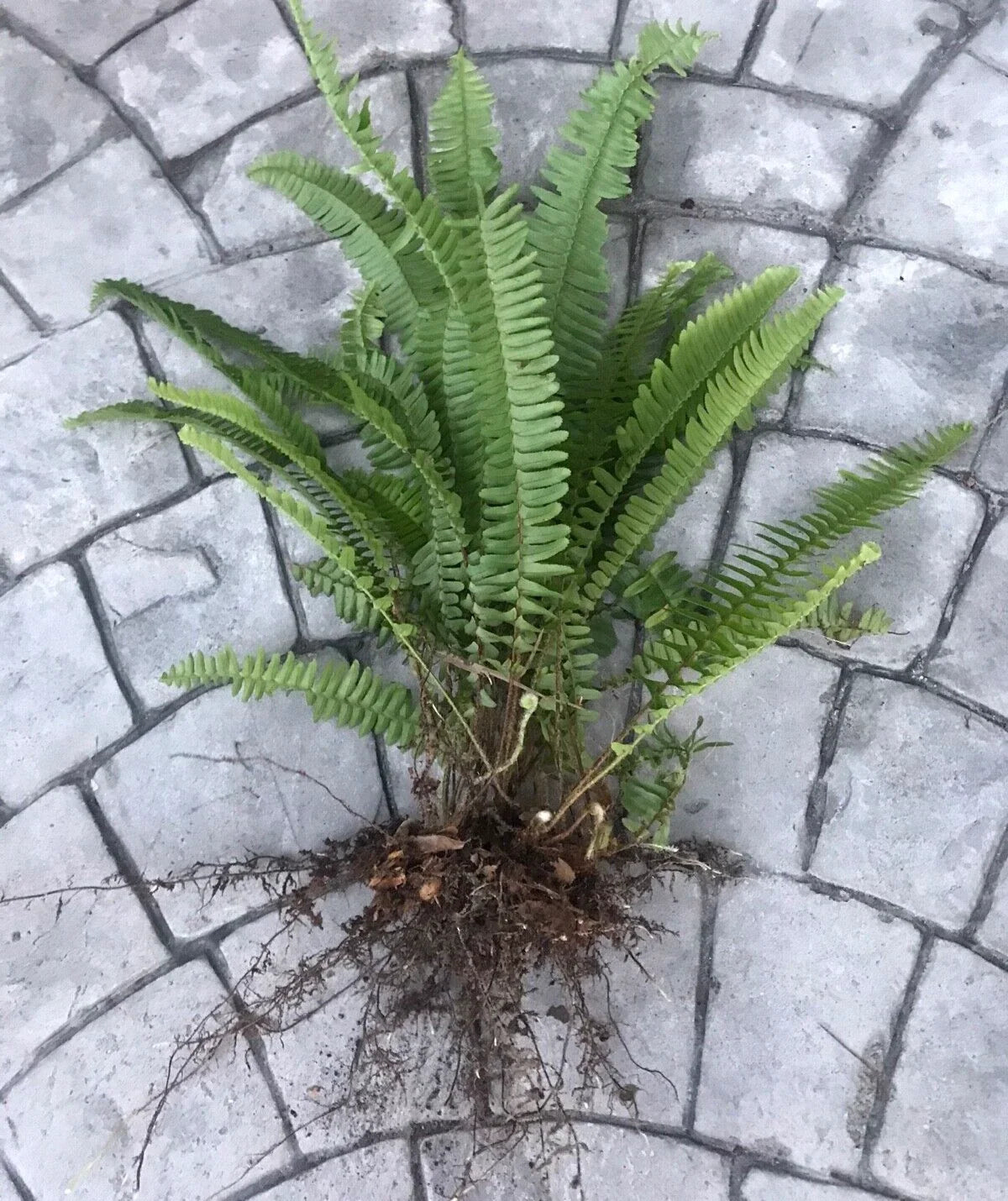 Boston Sword Ferns Bundle - 12 Live Bare Root Plants - Air Purifier - Nephrolepis exaltata