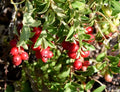 American Cranberry Bush Seeds - 100 Pack - Vaccinium macrocarpon - Ideal for Planting, Home Gardens, & Landscaping