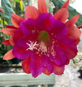 Epiphyllum Hybrid Starter Pot - 'Appeal' Fully-Rooted Succulent Plant, Tropical Cactus, Unique Houseplant