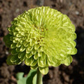 Zinnia Seeds 200 Non-GMO Envy Lime Green Flowers RARE for Butterflies, Zinnia elegans