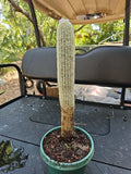 XXL Espostoa Melanostele Cactus 15" Peruvian Old Man Columnar Cotton Cactus