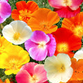 California Poppy Seeds 7 Colors Mix | Rainbow Mixed All Formula Flower Seed | Papaver californicum