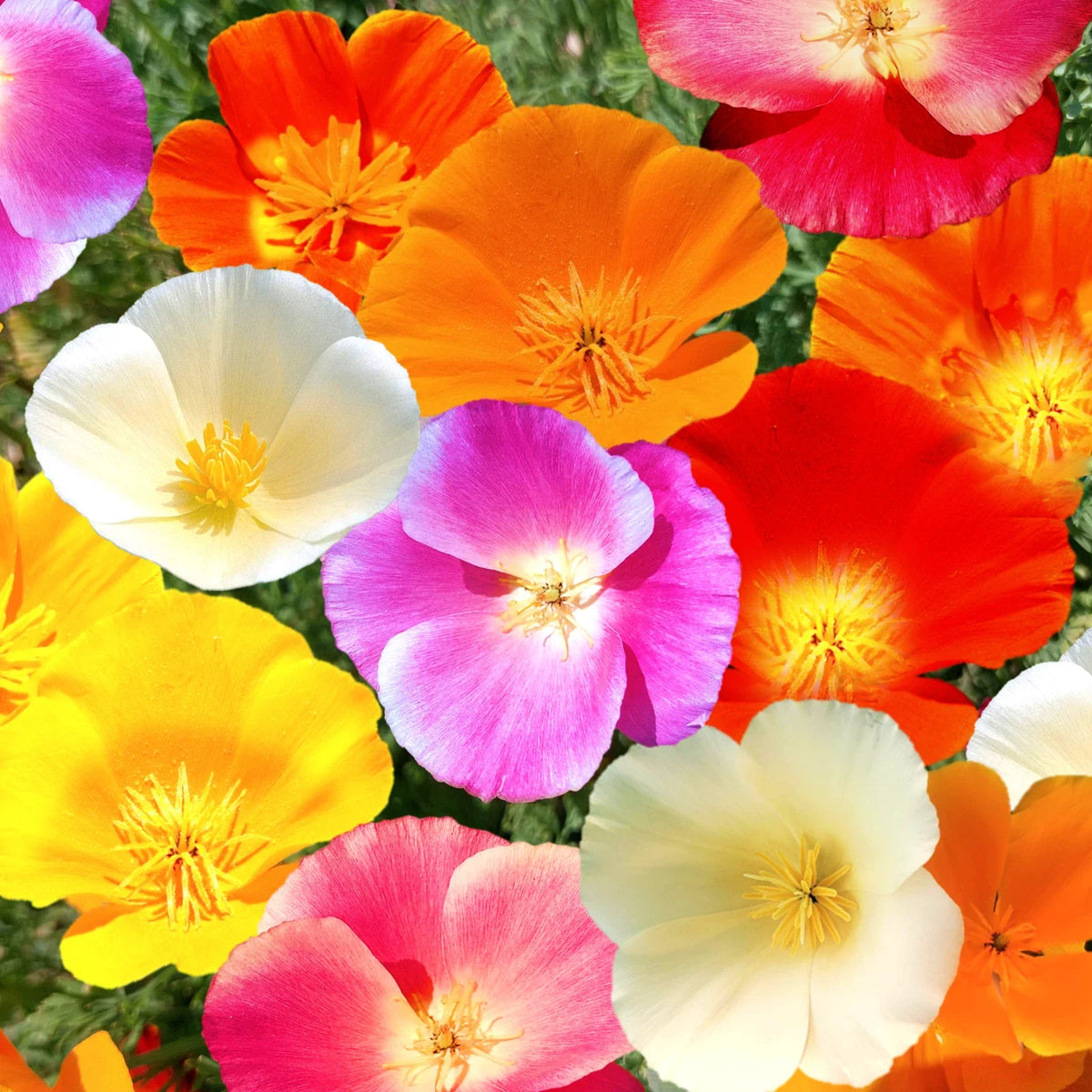 California Poppy Seeds 7 Colors Mix | Rainbow Mixed All Formula Flower Seed | Papaver californicum